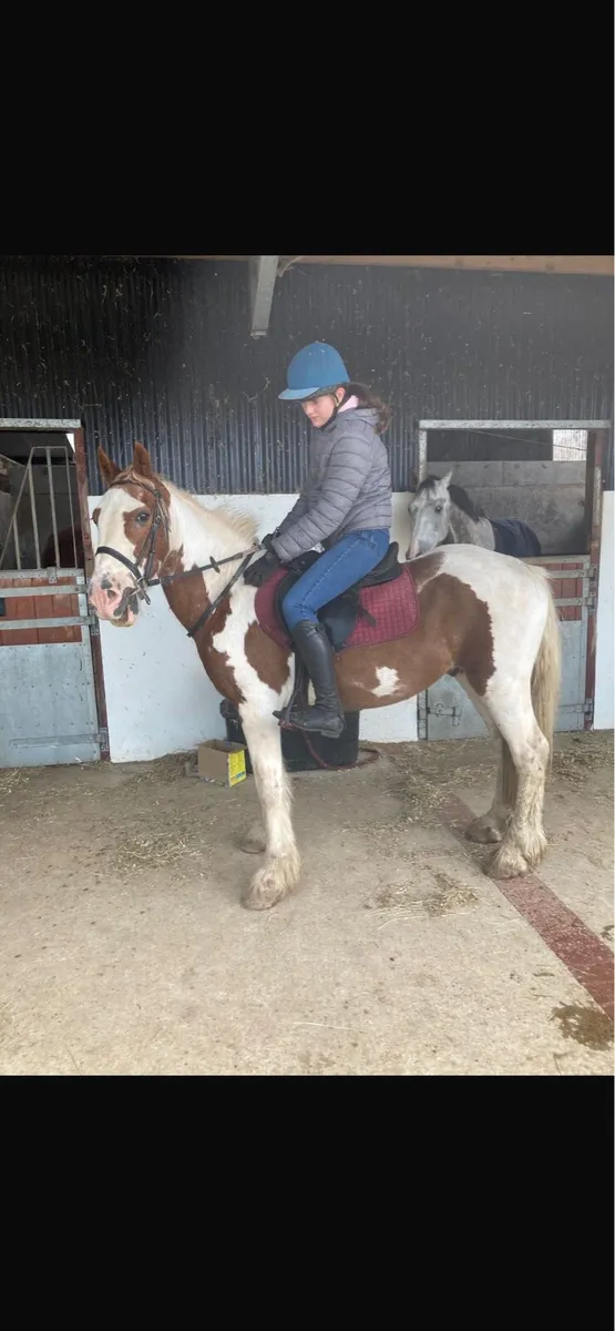 Lead Rein/ happy hacker Cob - Image 4