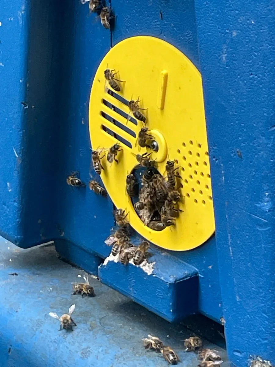Native Black Bees for sale - Image 3