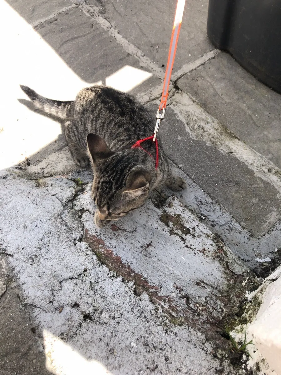 Cat free to a good home