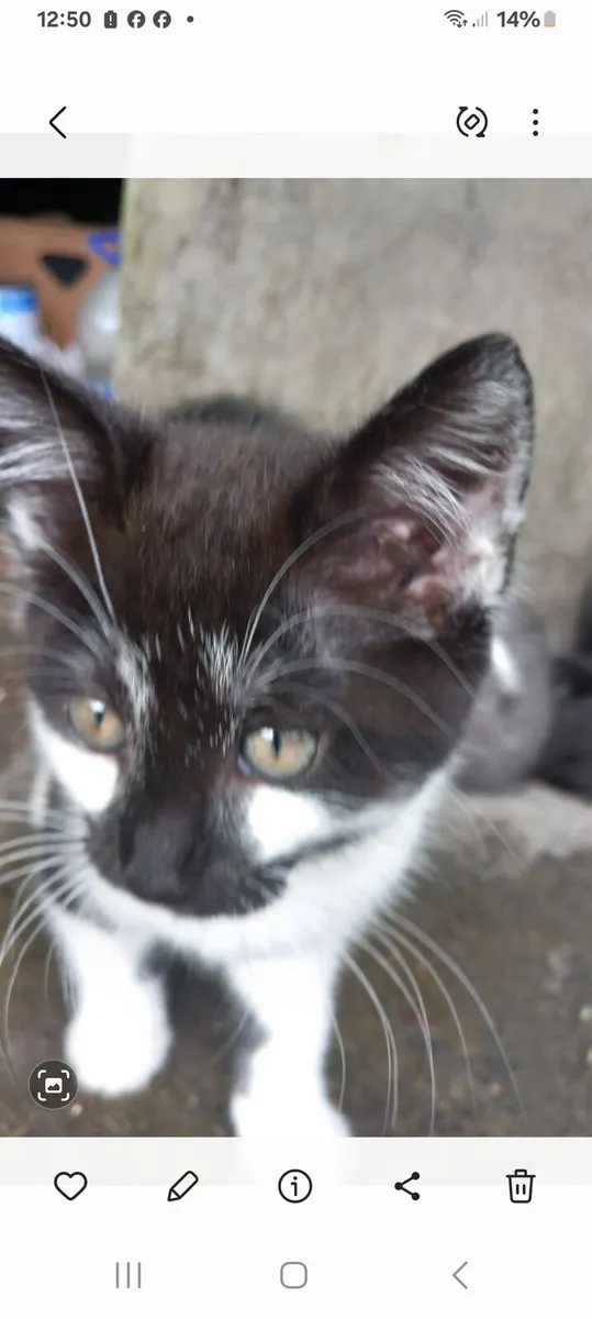 Kittens - Image 1