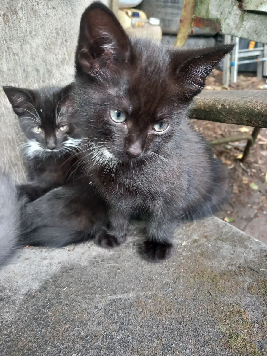 Kittens - Image 2