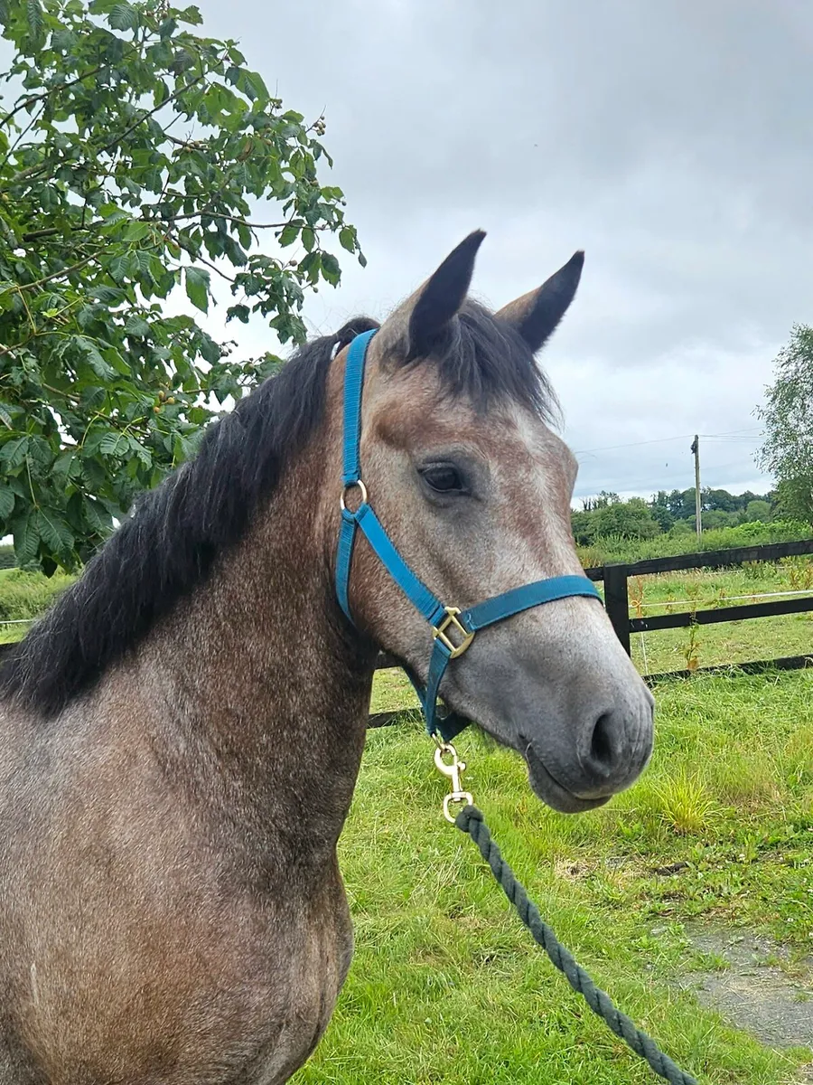 3 year old Connemara X - Image 1