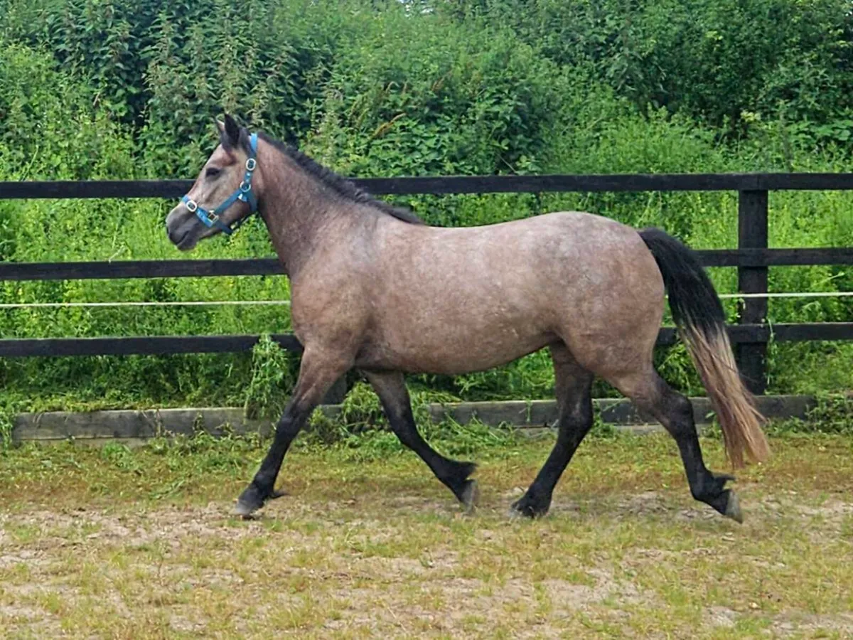 3 year old Connemara X - Image 2