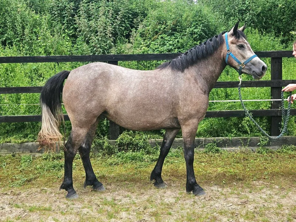 3 year old Connemara X - Image 3