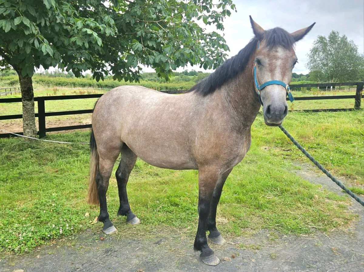 3 year old Connemara X - Image 4