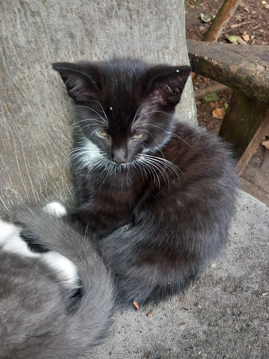 Kittens - Image 3