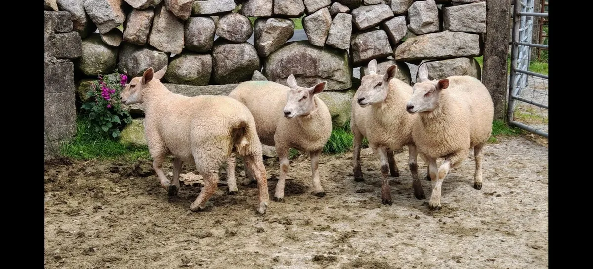 Ewe Lambs - Image 1