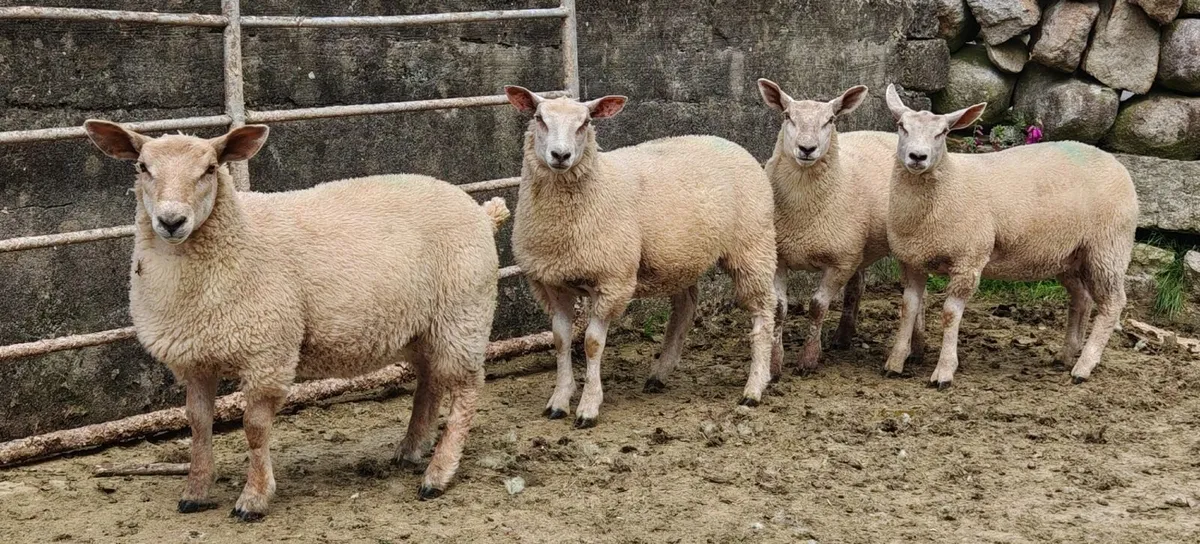 Ewe Lambs - Image 2