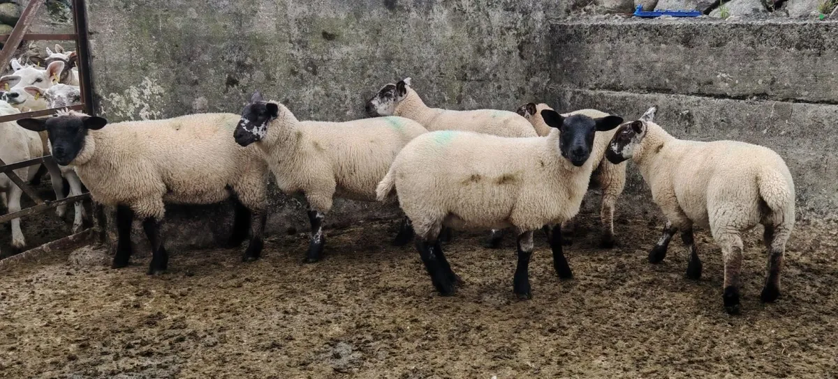 Ewe Lambs - Image 3