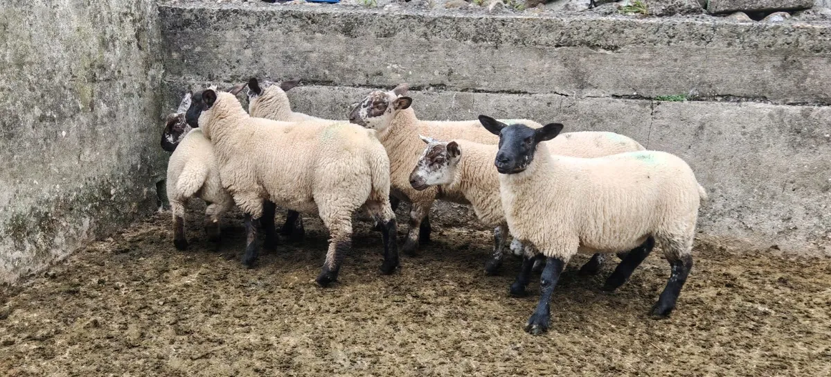 Ewe Lambs - Image 4