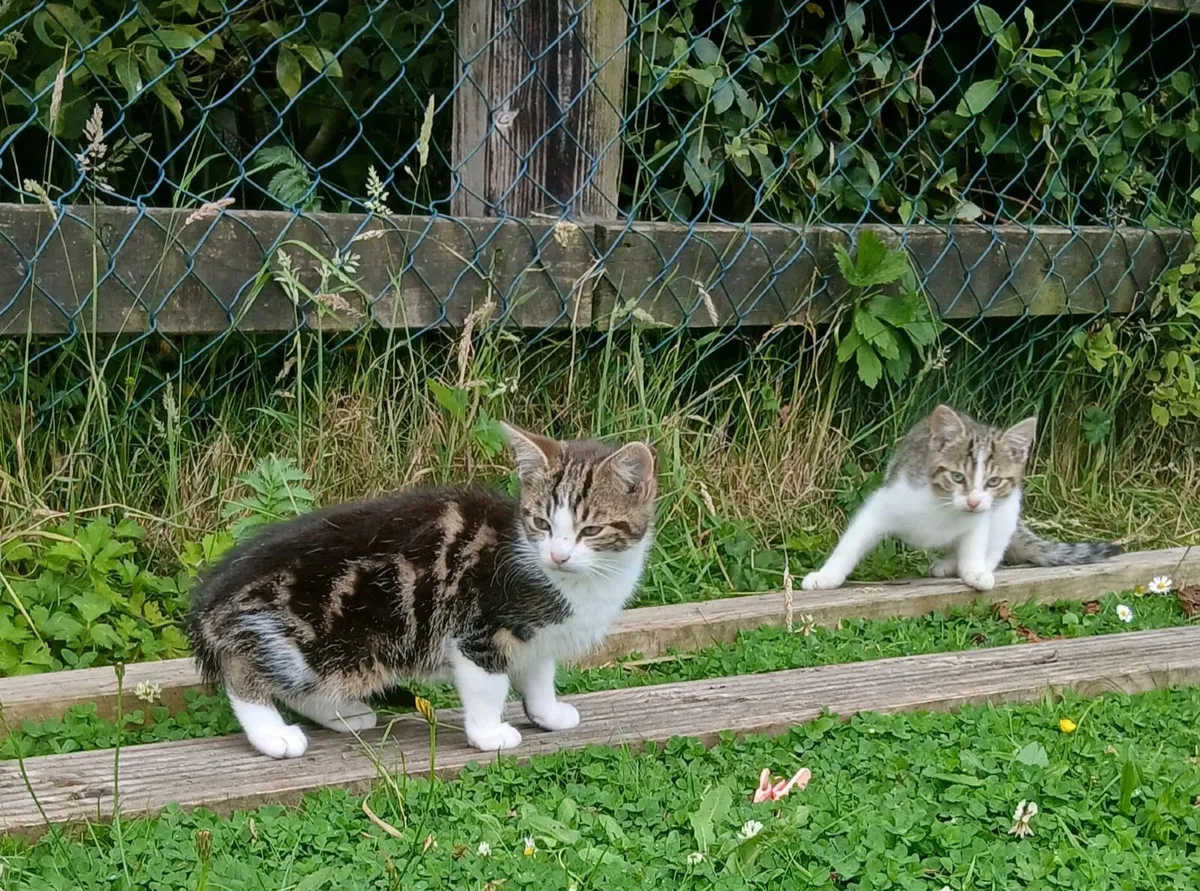 Kitten - Image 3