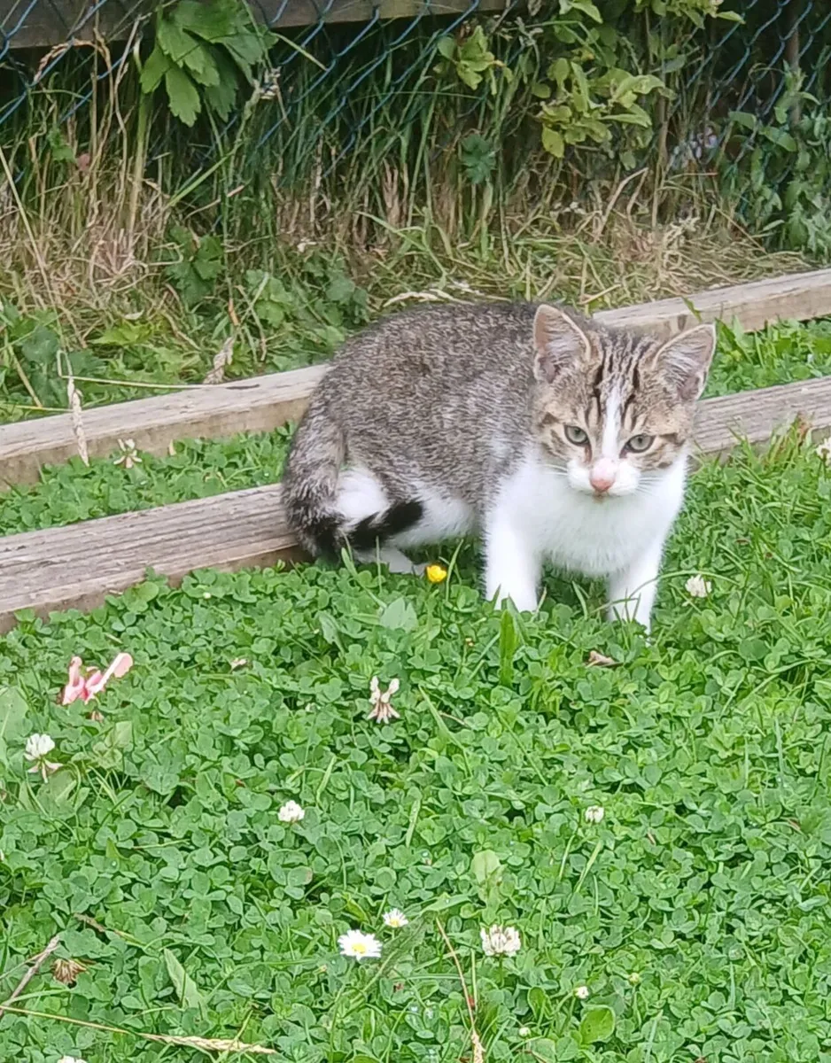 Kitten - Image 1