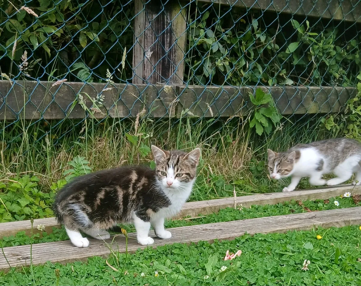Kitten - Image 2