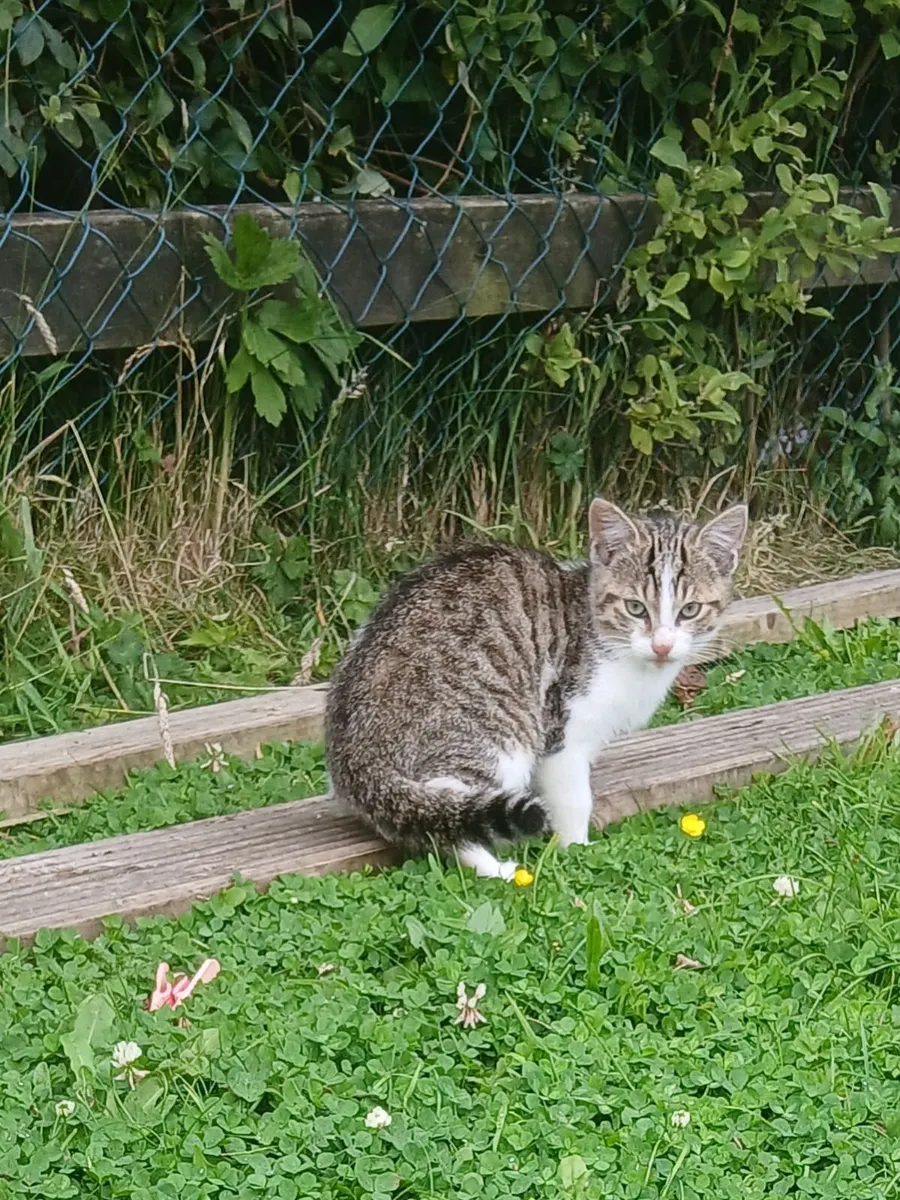 Kitten - Image 4