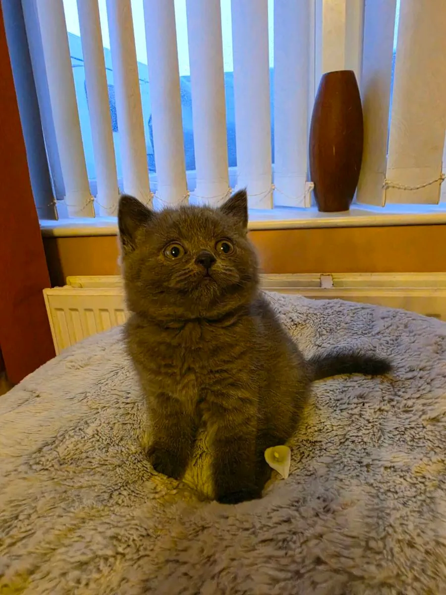 British shorthair kittens gccfi reg - Image 2