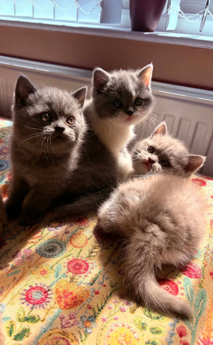 British shorthair kittens gccfi reg - Image 1