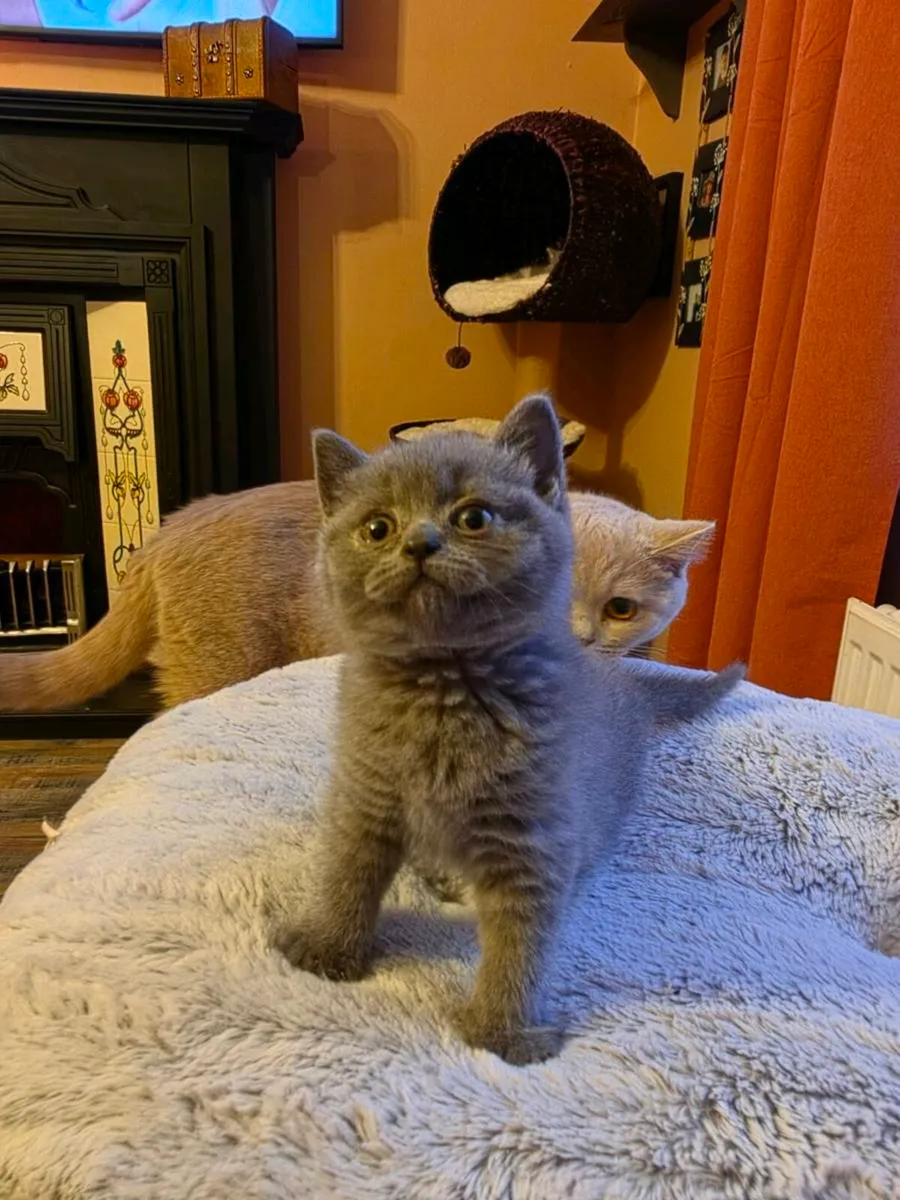 British shorthair kittens gccfi reg - Image 3