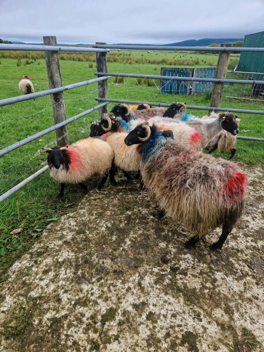 Ewe sheep and lambs