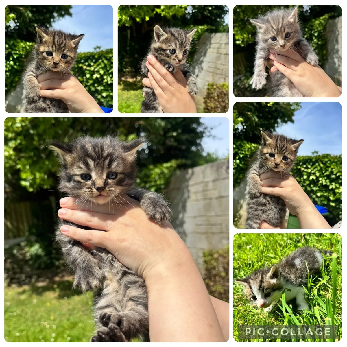 6 GORGEOUS FLUFFY BLUE EYES TABBY/MACKEREL - Image 3