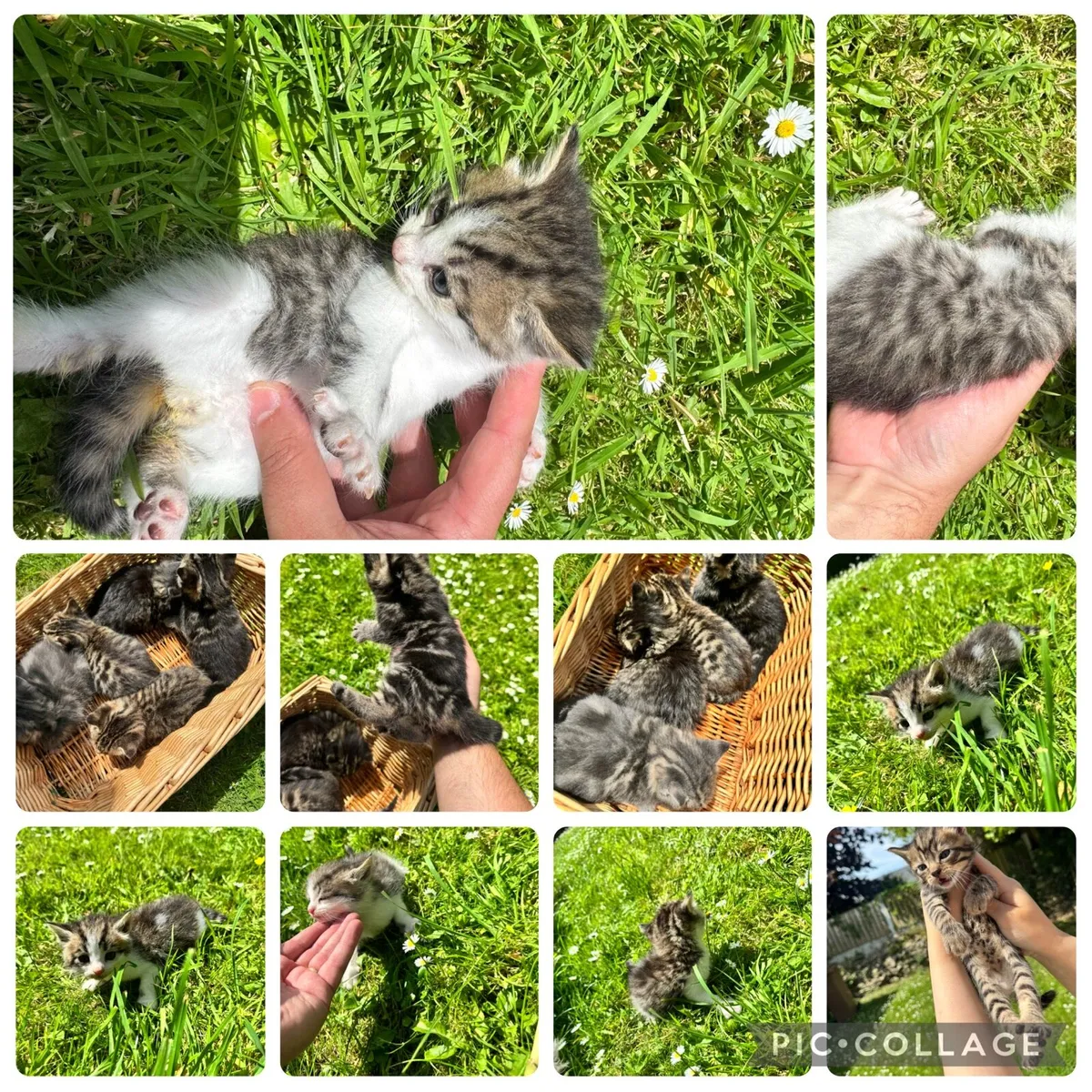 6 GORGEOUS FLUFFY BLUE EYES TABBY/MACKEREL - Image 4