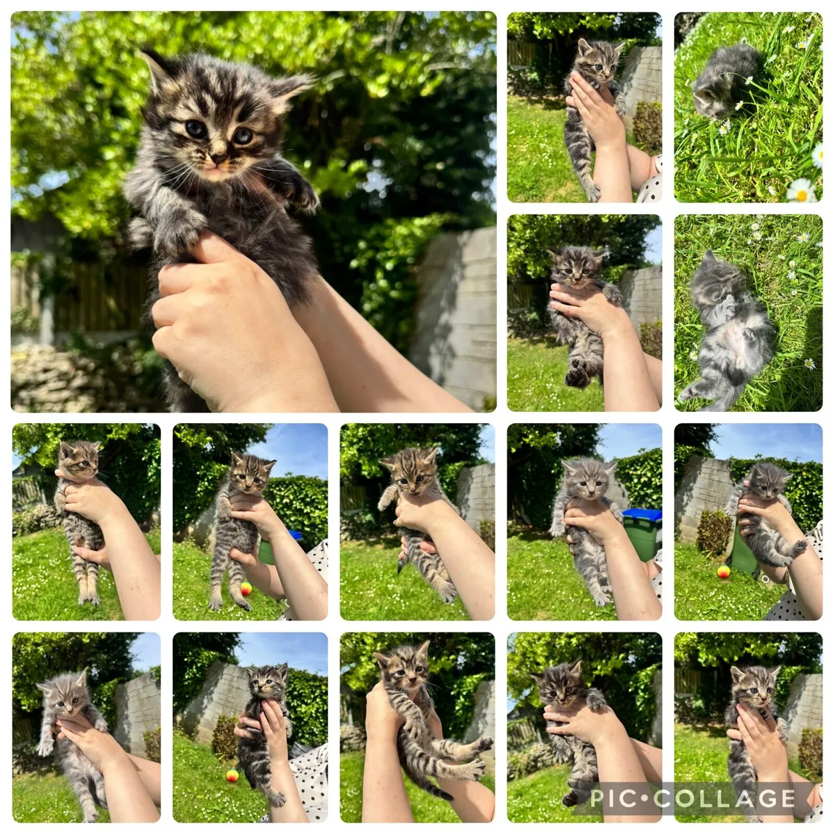 6 GORGEOUS FLUFFY BLUE EYES TABBY/MACKEREL - Image 1
