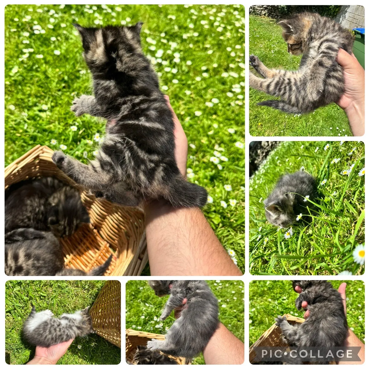 6 GORGEOUS FLUFFY BLUE EYES TABBY/MACKEREL - Image 2
