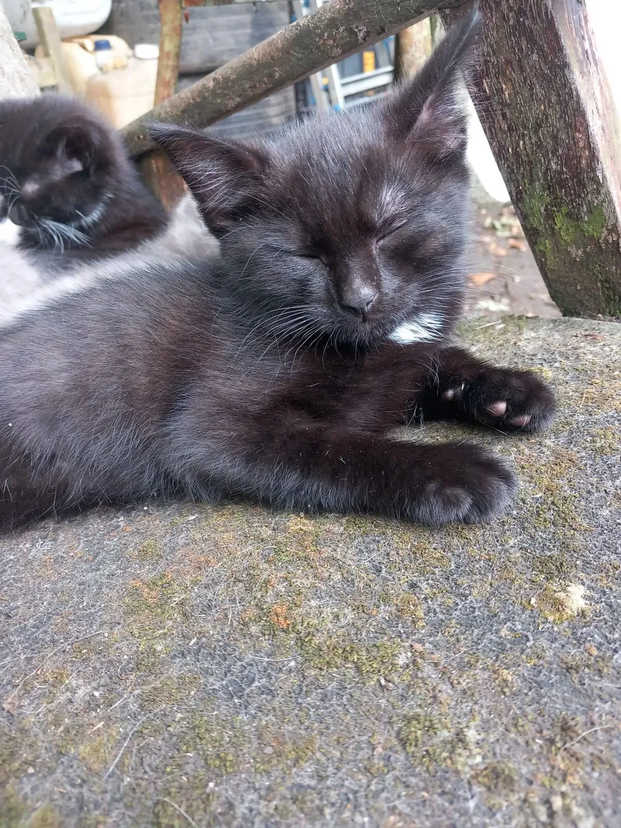 Kittens - Image 4