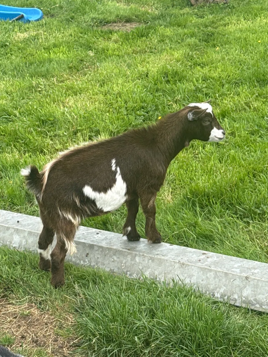 Pygmy goats for sale females & males - Image 3