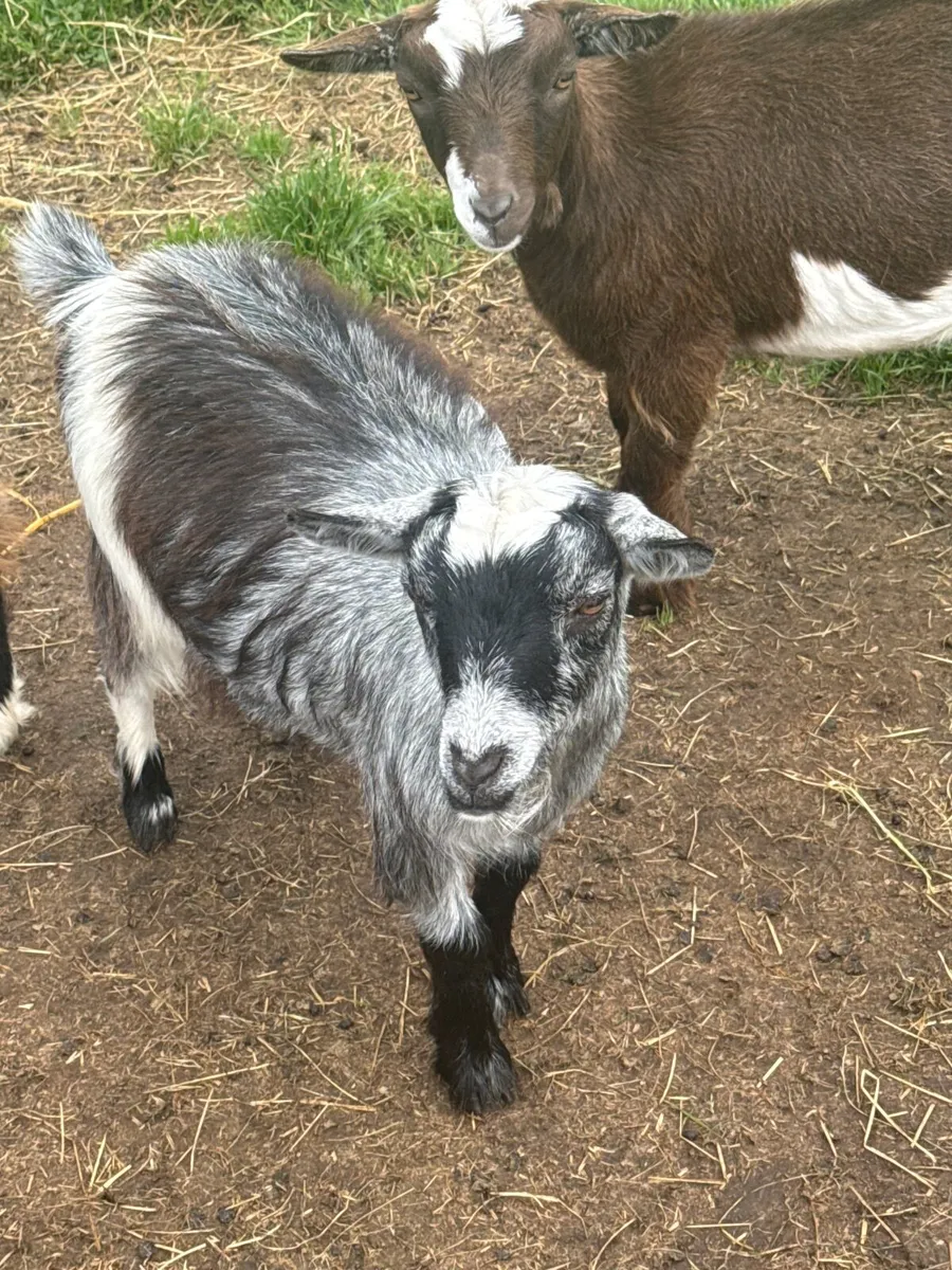 Pygmy goats for sale females & males - Image 4