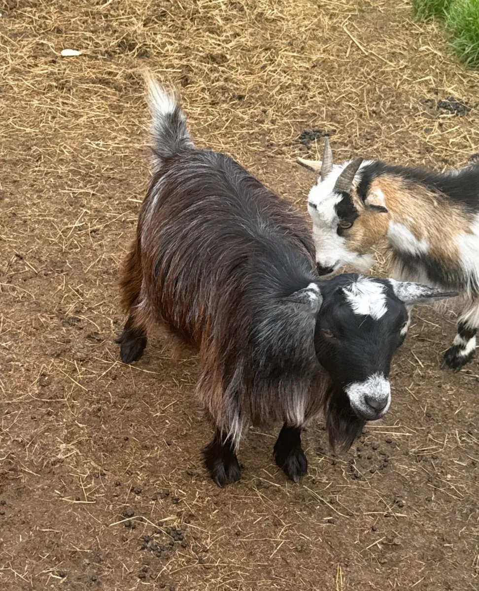 Pygmy goats for sale females & males - Image 2