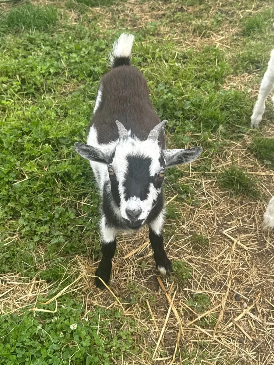 Pygmy goats for sale females & males - Image 1
