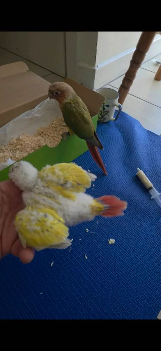 Quaker Parrot (Monk Parakeet ) & Conure 🦜 - Image 4