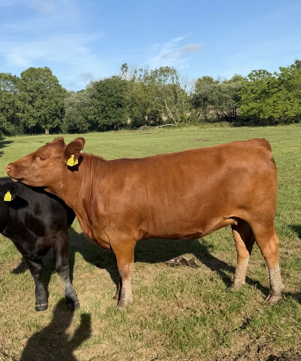 Pedigree Red Angus Heifers - Image 2
