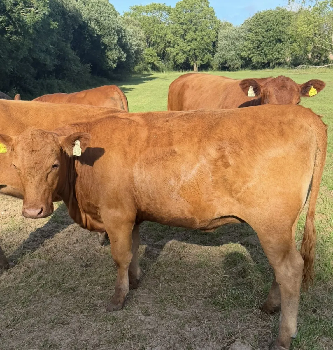 Pedigree Red Angus Heifers - Image 3