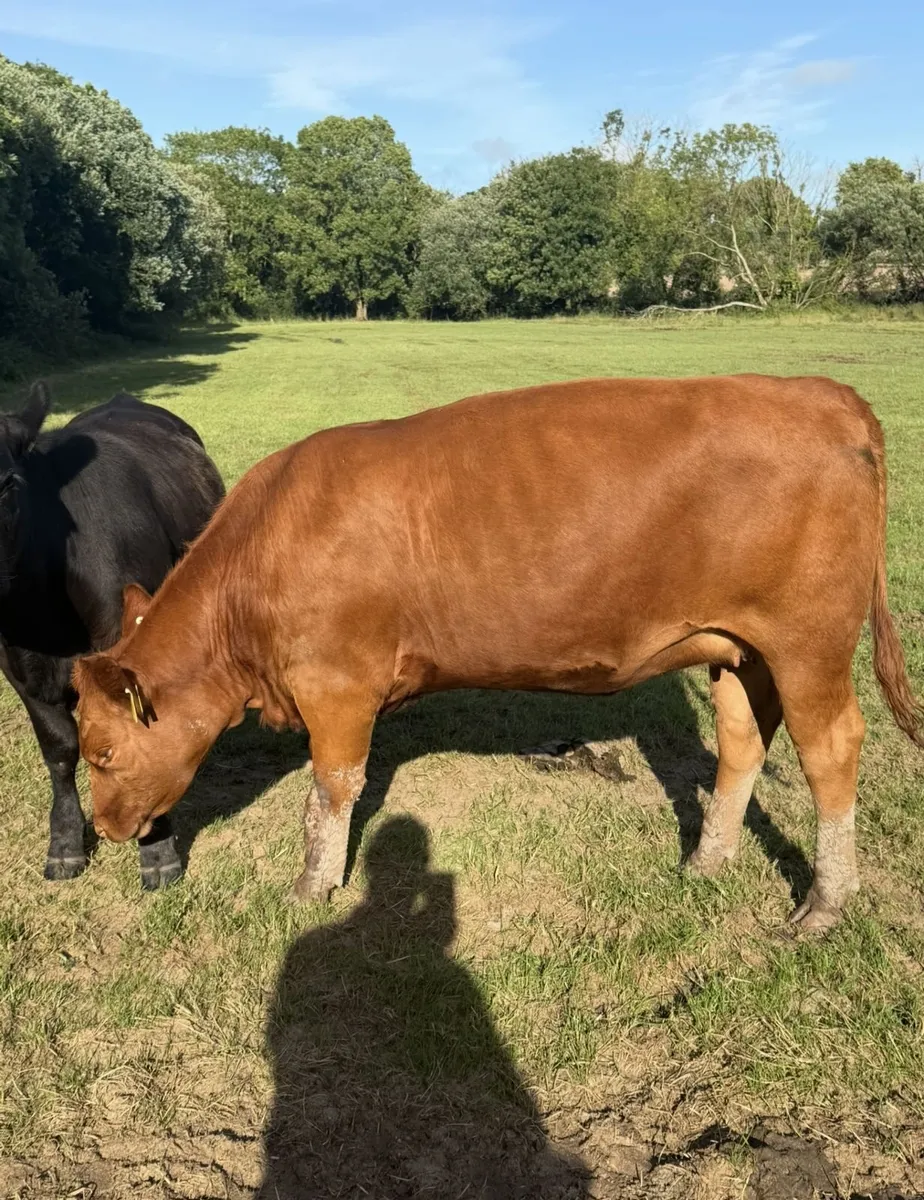 Pedigree Red Angus Heifers - Image 4