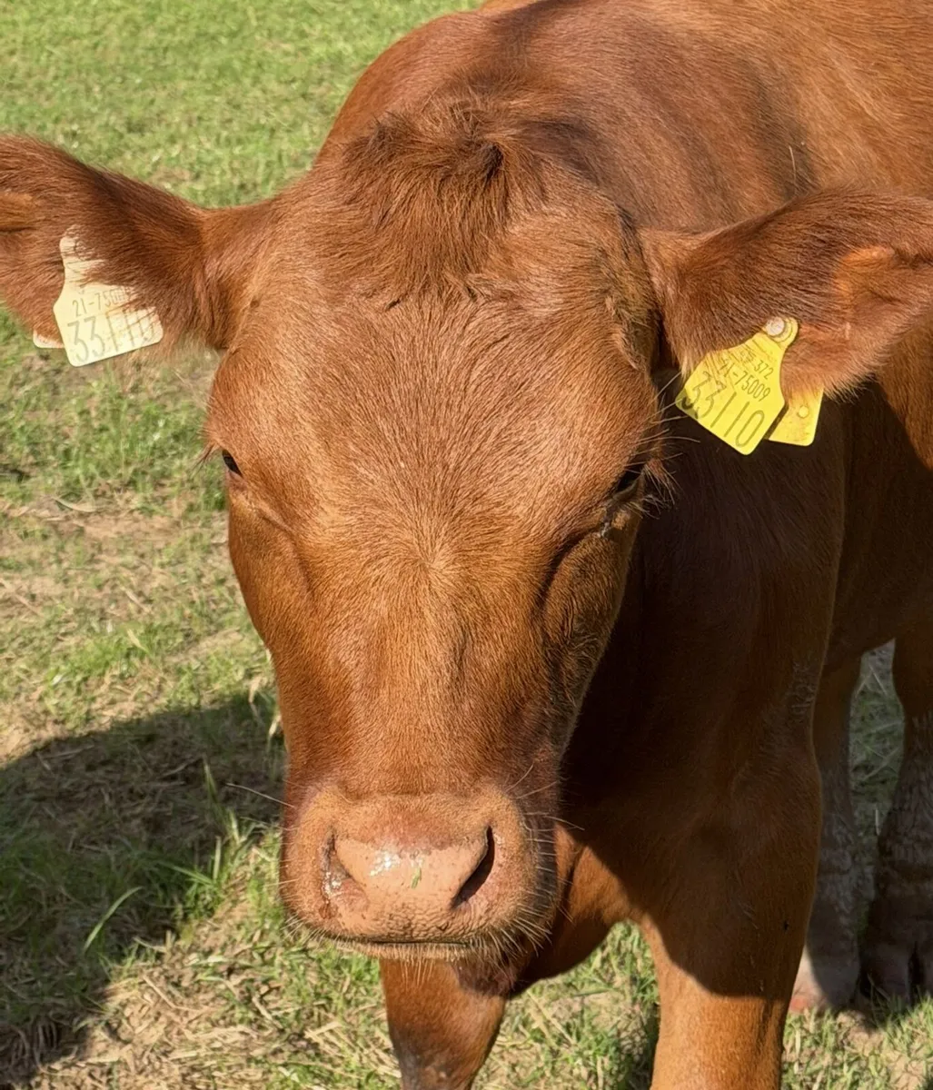 Pedigree Red Angus Heifers - Image 1