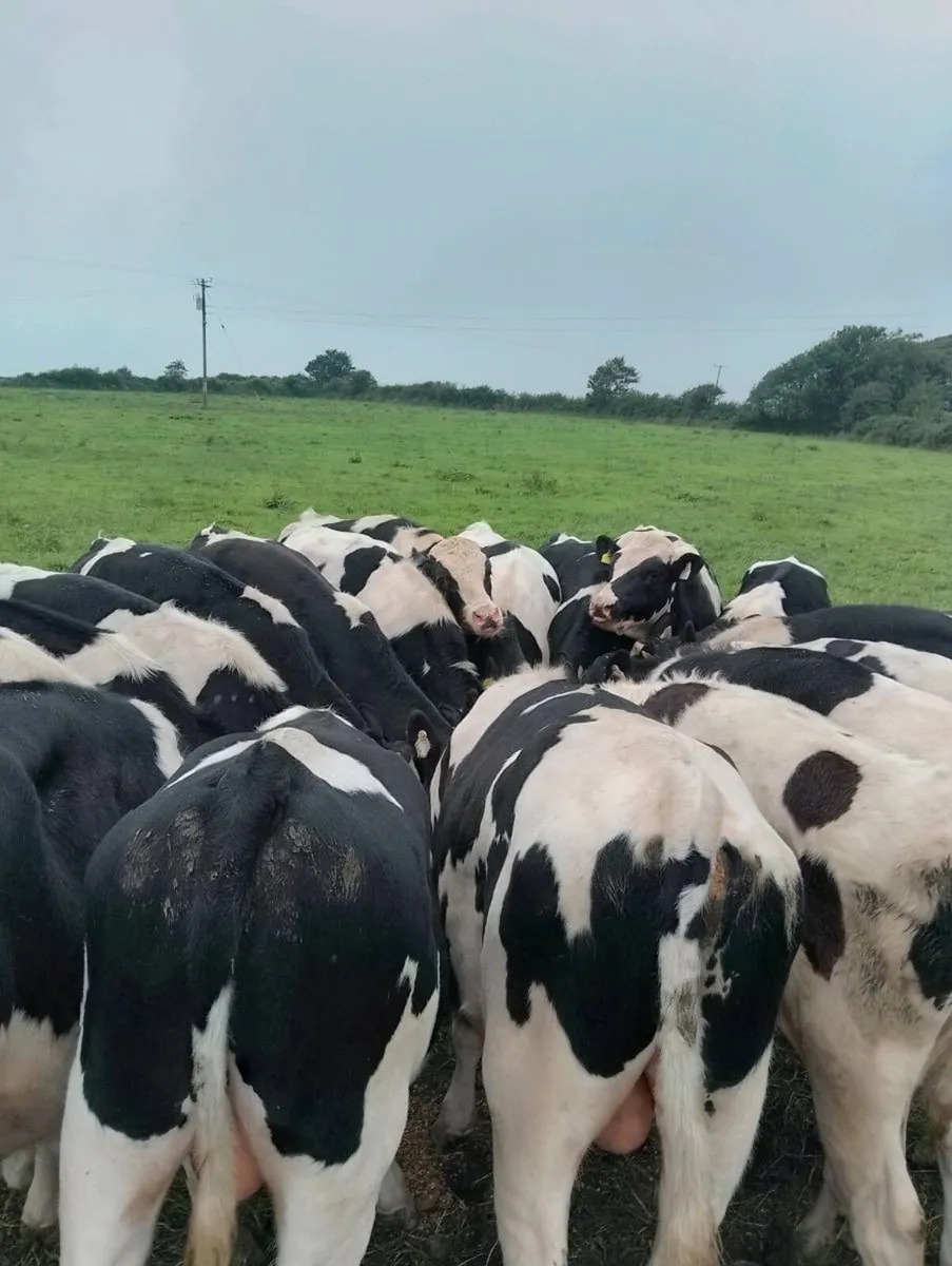 Beef cattle - Image 1