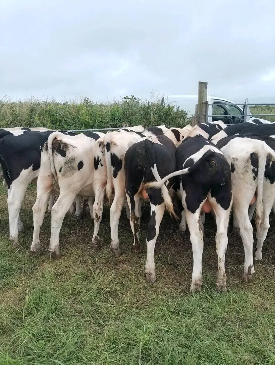 Beef cattle - Image 2