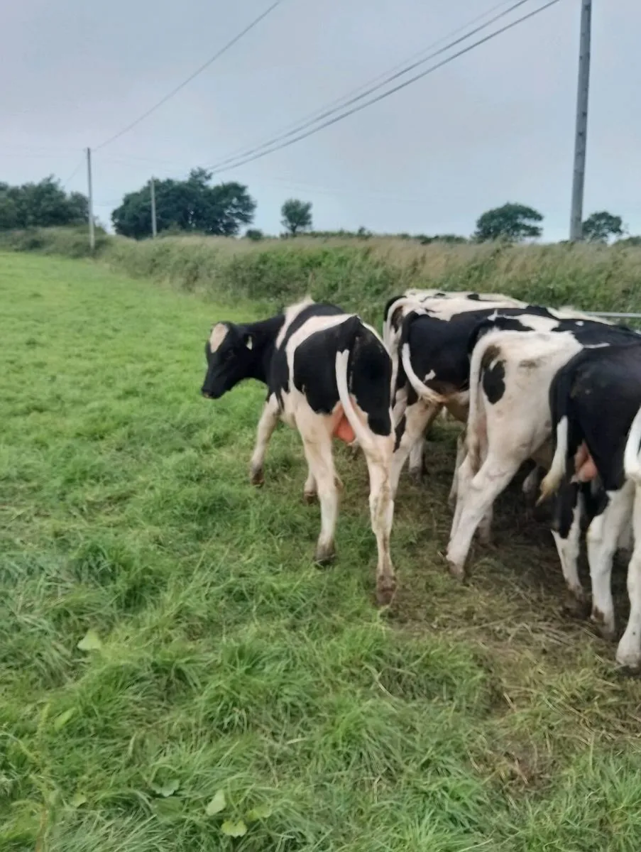 Beef cattle - Image 3