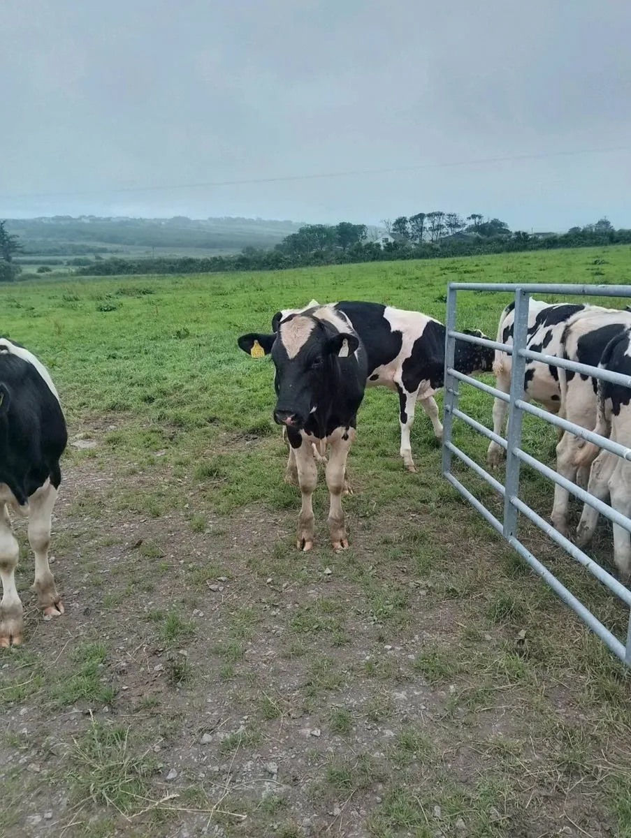 Beef cattle - Image 4