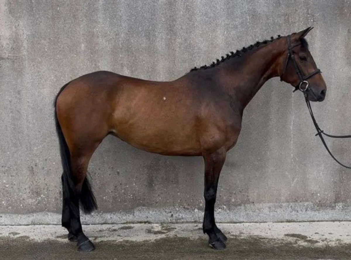 🌟Lot 253🌟 Goresbridge Horse Sales - Image 1