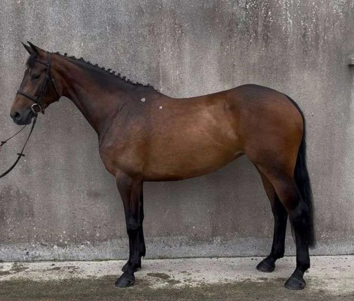 🌟Lot 253🌟 Goresbridge Horse Sales - Image 4