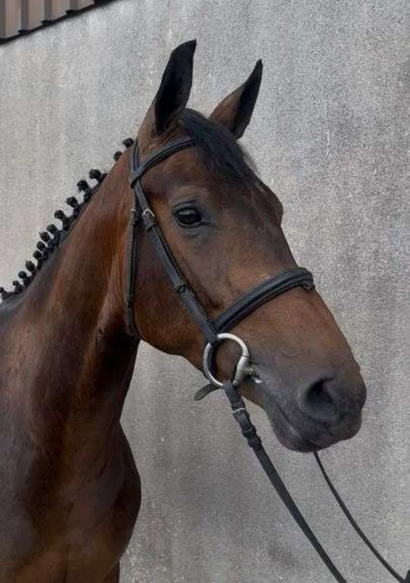 🌟Lot 253🌟 Goresbridge Horse Sales - Image 3