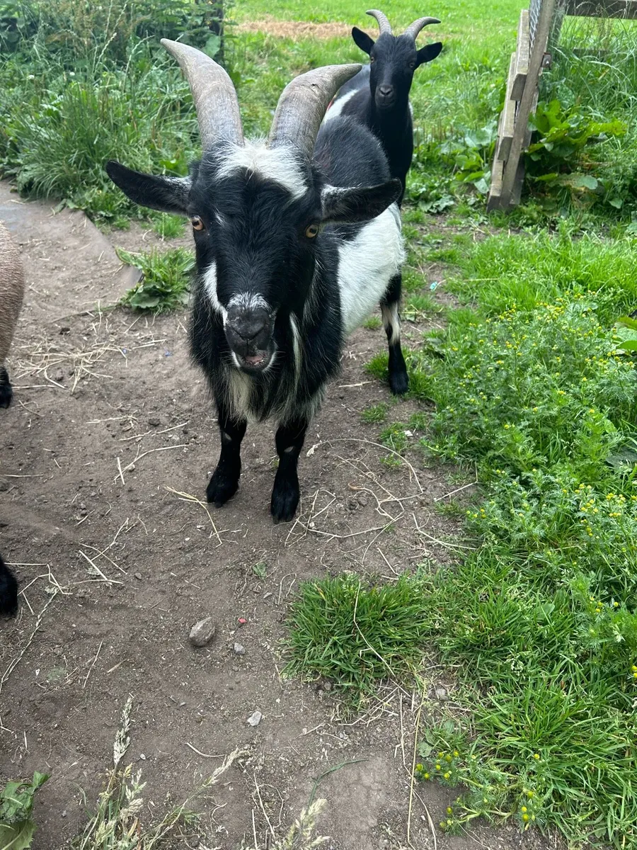 Baby Pygmy goat pucks and 2 year old puck - Image 2