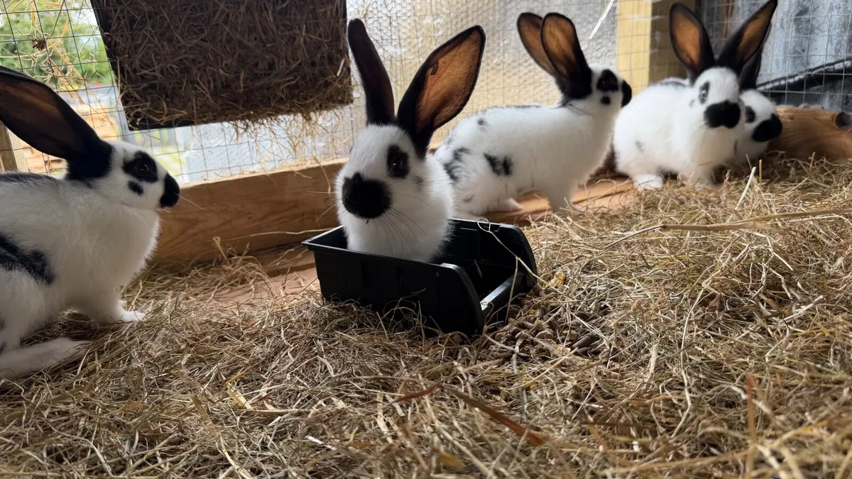 Rabbits - Image 1