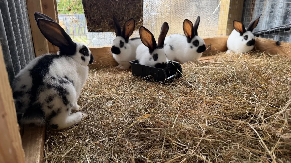Rabbits - Image 2