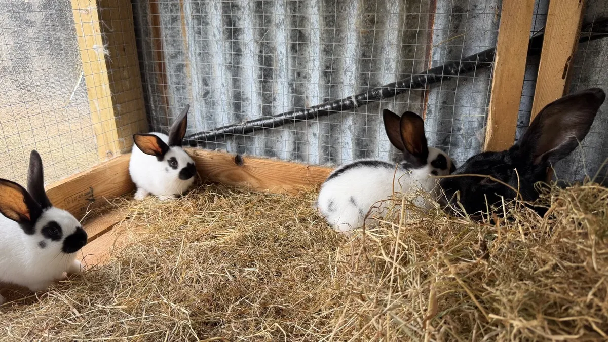 Rabbits - Image 3