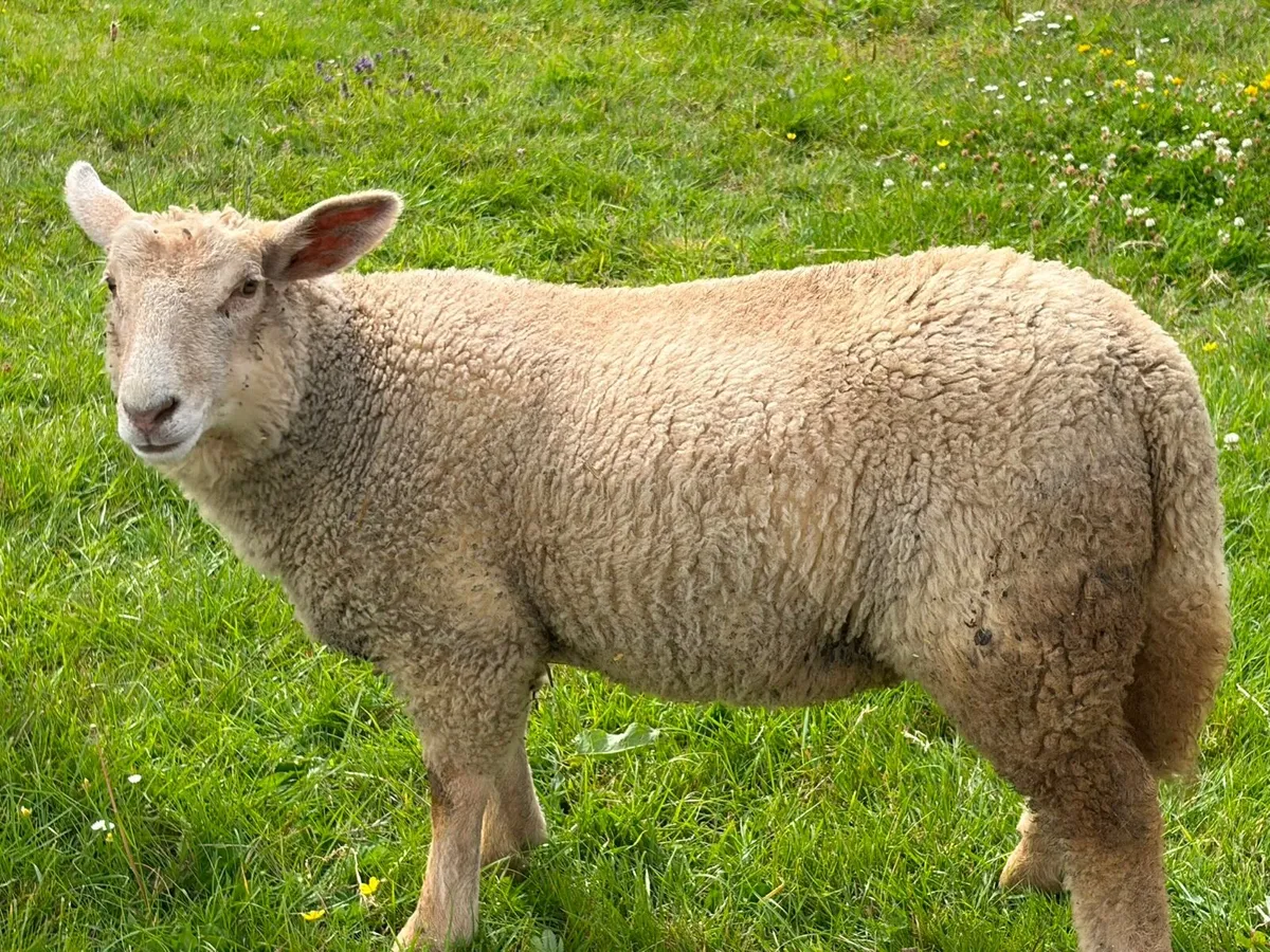 Fat Pet lamb - Image 1