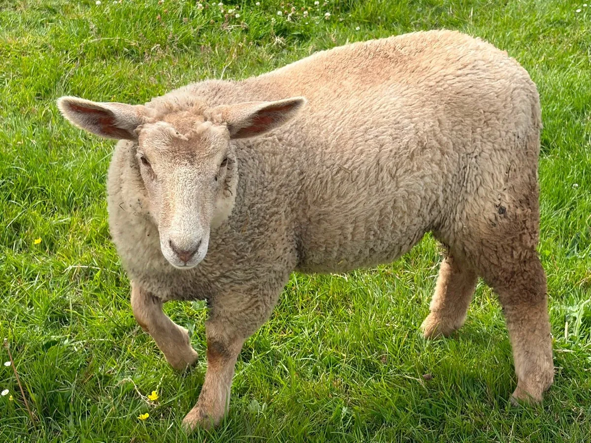 Fat Pet lamb - Image 2