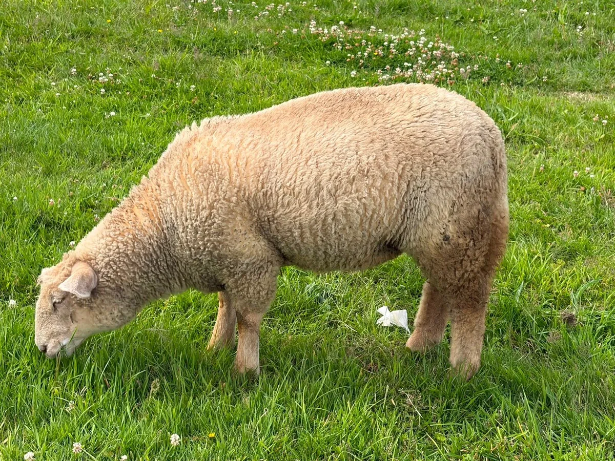 Fat Pet lamb - Image 3
